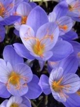 Crocus speciosus conquéror