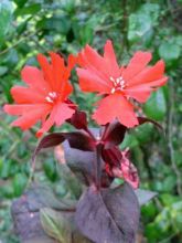 Lychnis haageana Molten Lava