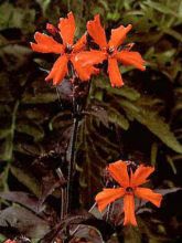 Lychnis Arkwrightii Vesuvius