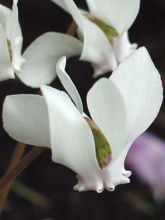 Cyclamen de Naples 'Album'