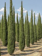 Cupressus sempervirens Garda - Cyprès d'Italie, de Provence