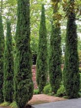 Cyprès d'Italie Totem, Cupressus sempervirens