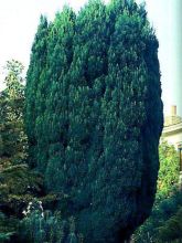 Chamaecyparis lawsoniana Elwoodii - Cyprès de Lawson 