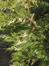 Cyprès de Leyland 'Variegatus'