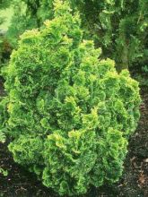 Chamaecyparis obtusa Aurora - Faux cyprès hinoki du Japon nain                    