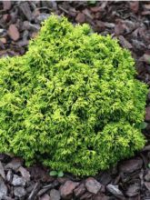 Cyprès hinoki du Japon - Chamaecyparis obtusa Butterball