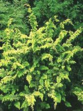 Cyprès hinoki du Japon - Chamaecyparis obtusa Fernspray Gold