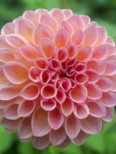 Dahlia balle 'Joey Winnie'