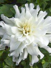 Dahlia cactus nain 'Aspen'