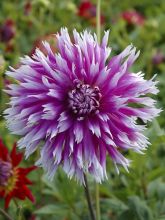 Dahlia Cactus Dentelle Table Dancer