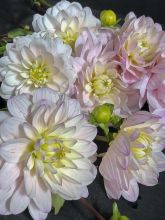 Dahlia camélia 'Silver Years'