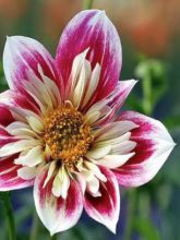 Dahlia Gpe à collerette 'Fashion Monger'