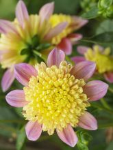 Dahlia Honey