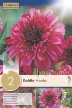 Dahlia Anémone Mambo