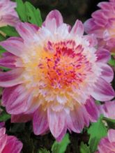 Dahlia Anemone Que Sera