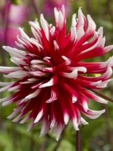 Dahlia Gpe Cactus 'Friquolet'