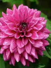 Dahlia Claudette - Dahlia Groupe Cactus nain