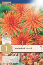 Dahlia Cactus Park Record