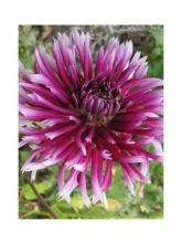 Dahlia Cactus Clair Obscur