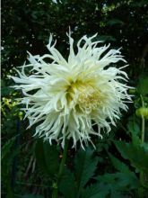 Dahlia Gpe Cactus Spider 'Tsuki-yori-no-shisha'