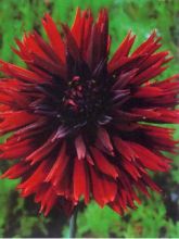 Dahlia Gpe dentelles ''Black Touch''