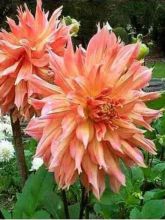 Dahlia cactus Omega