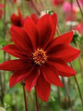 Dahlia Exotique