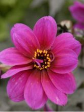 Dahlia paysage Excentrique