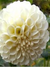 Dahlia Gpe Pompon 'Boule de Neige'