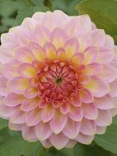 Dahlia pompon 'Hillcrest Suffusion'