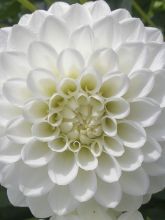 Dahlia Snow Cap