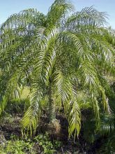 Phoenix roebelinii - palmier dattier nain, Dattier de Mékong 