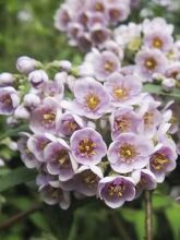 Deutzia 'Lavender Time'