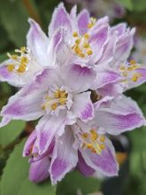 Deutzia hybride Raspberry Sundae - Deutzie