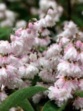 Deutzia scabra 'Pride Of Rochester'