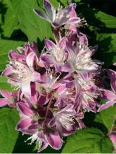 Deutzia hybrida Strawberry Fields - Deutzie