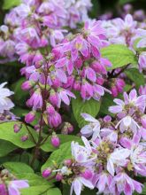 Deutzia 'Tourbillon Rouge'