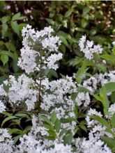 Deutzia rosea Campanulata