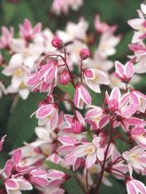 Deutzia 'Yuki Cherry Blossom'