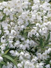 Deutzia Yuki Snowflake - Deutzie