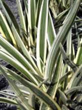 Dianella tasmanica Variegata