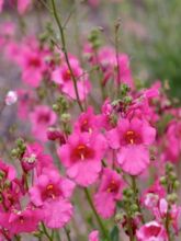 Diascia barberae Ruby Field