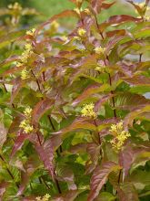 Diervilla 'Kodiak Orange'