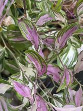 Disporum cantoniense Moonlight