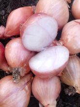 Echalote Mikor- Allium cepa - Sac de 500gr