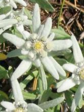 Leontopodium alpinum Mont Blanc - Edelweiss des Alpes