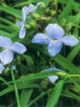 Ephémère de Virginie - Tradescantia andersoniana JC Weguelin