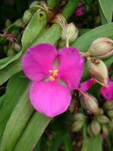 Ephémère de Virginie, Tradescantia andersoniana Karminglut