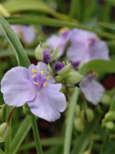 Ephémère de Virginie - Tradescantia andersoniana Little Doll