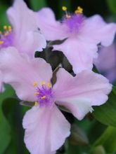 Tradescantia Perinne's Pink - Ephémère de Virginie